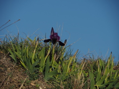 Iris lutescens chamaeiris