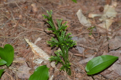 Dendrolycopodium hickeyi
