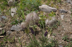 Pulsatilla chinensis