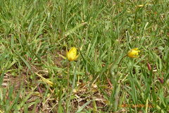 Tulipa sylvestris