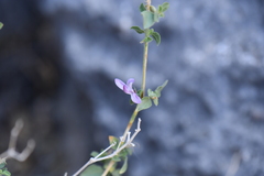 Carlowrightia serpyllifolia