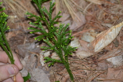 Dendrolycopodium hickeyi