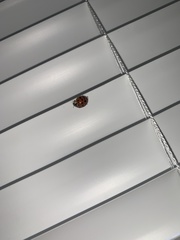 Harmonia axyridis