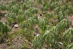 Syneilesis aconitifolia