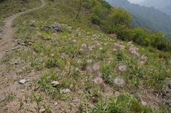 Pulsatilla chinensis