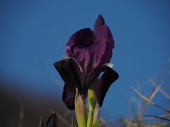 Iris lutescens chamaeiris