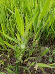 Dichanthelium villosissimum