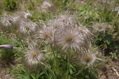 Pulsatilla chinensis