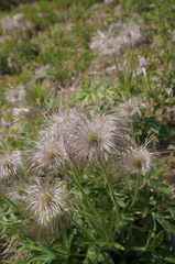 Pulsatilla chinensis