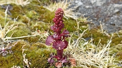 Umbilicus horizontalis