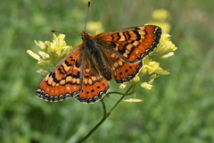 Euphydryas desfontainii