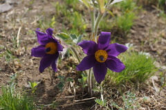 Pulsatilla chinensis