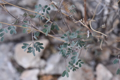 Pomaria melanosticta