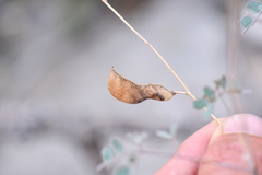 Pomaria melanosticta