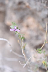 Carlowrightia serpyllifolia