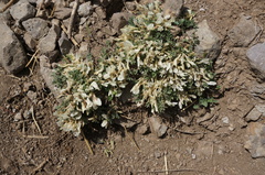 Astragalus scaberrimus
