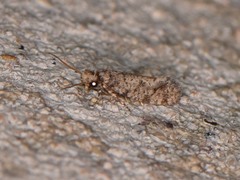 Amydria margoriella