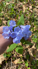 Mertensia virginica