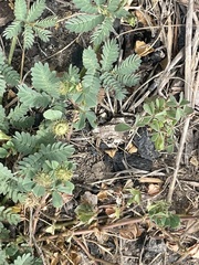 Desmanthus leptolobus