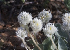 Gomphrena caespitosa