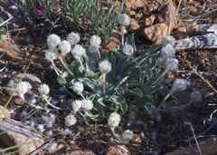 Gomphrena caespitosa