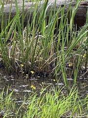 Utricularia inflata