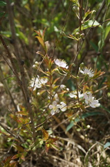 Prunus humilis