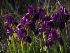 Iris lutescens chamaeiris