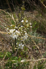 Prunus humilis