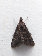 Heliothela