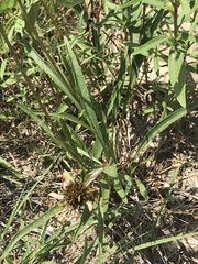 Echinacea paradoxa neglecta