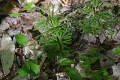 Dendrolycopodium hickeyi