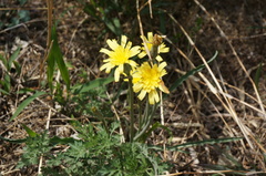 Takhtajaniantha austriaca