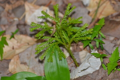 Dendrolycopodium hickeyi