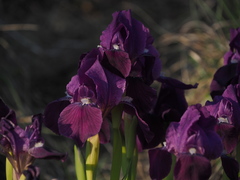 Iris lutescens chamaeiris