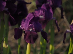 Iris lutescens chamaeiris