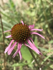 Echinacea paradoxa neglecta