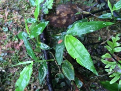 Pseudogagrella splendens