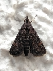 Heliothela