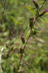 Myripnois dioica