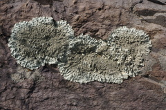 Xanthoparmelia
