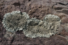 Xanthoparmelia