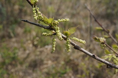 Morus mongolica