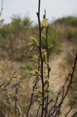 Morus mongolica