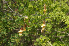 Caragana rosea