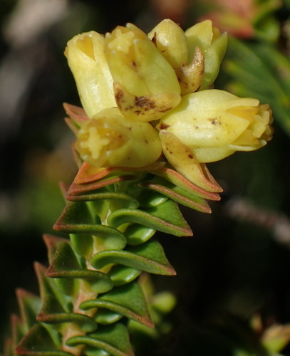 Penaea mucronata (Penaea mucronata)