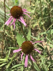 Echinacea paradoxa neglecta