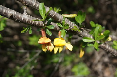 Caragana rosea