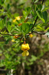 Caragana rosea