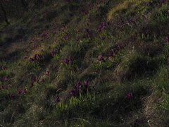 Iris lutescens chamaeiris